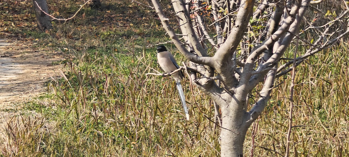 Azure-winged Magpie - ML646436368