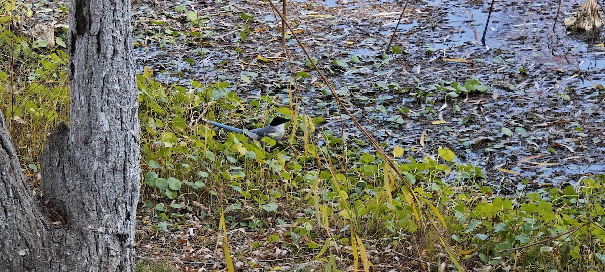 Azure-winged Magpie - ML646436369