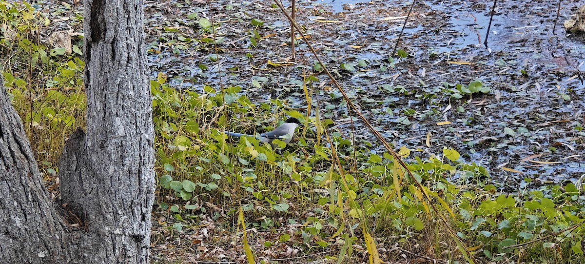 Azure-winged Magpie - ML646436370