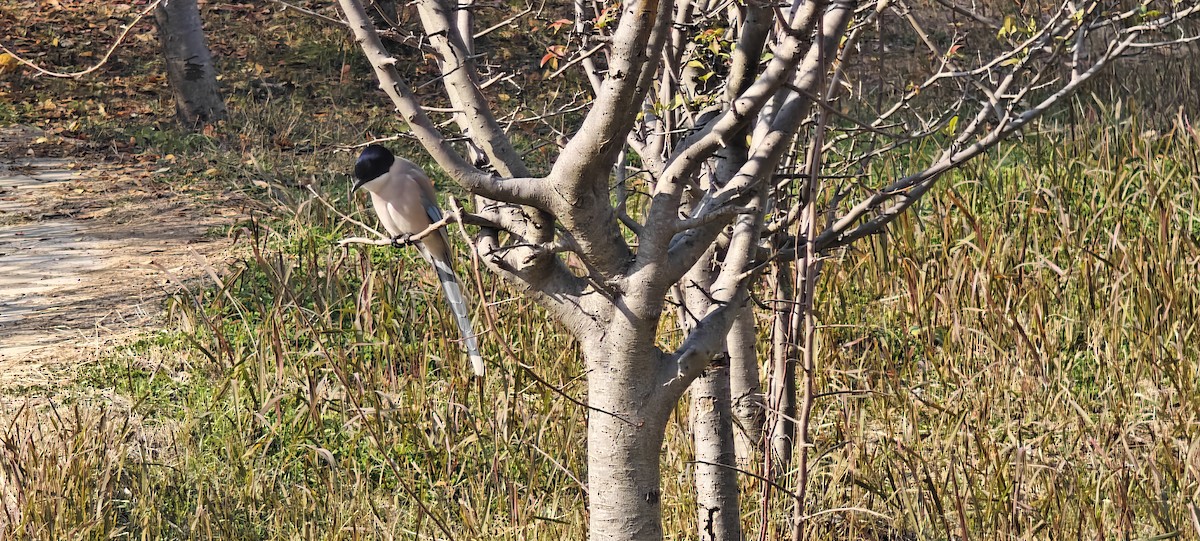 Azure-winged Magpie - ML646436371