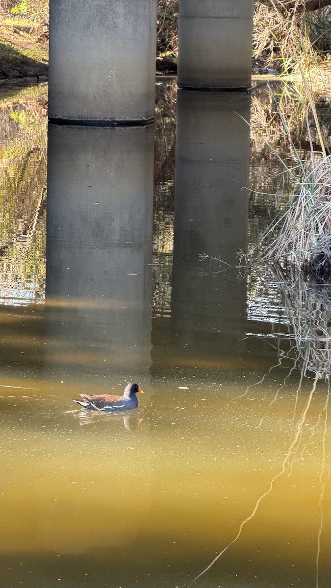 Gallineta Americana - ML646436376