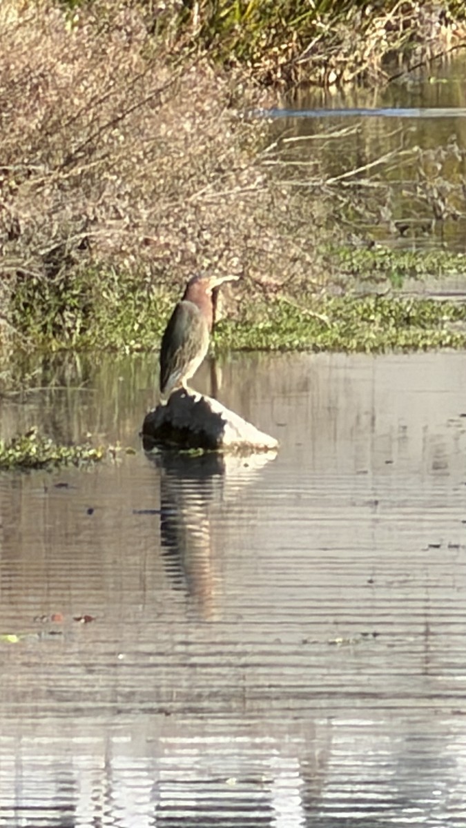 Garcilla Verde - ML646436385