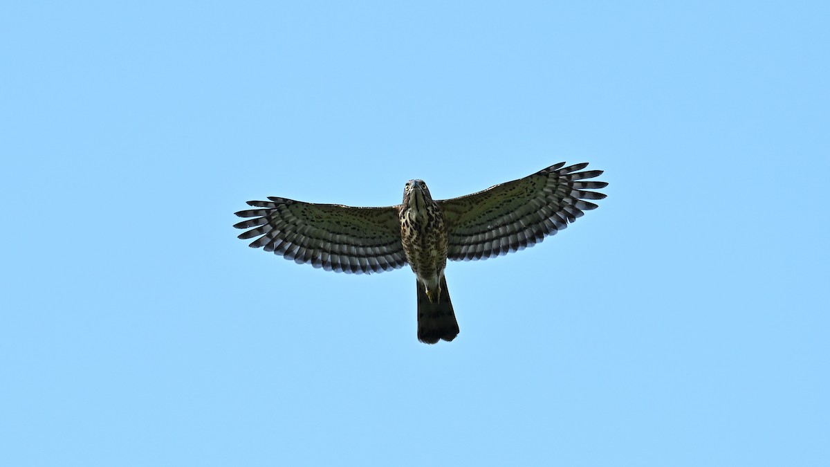 Crested Goshawk - ML646436388