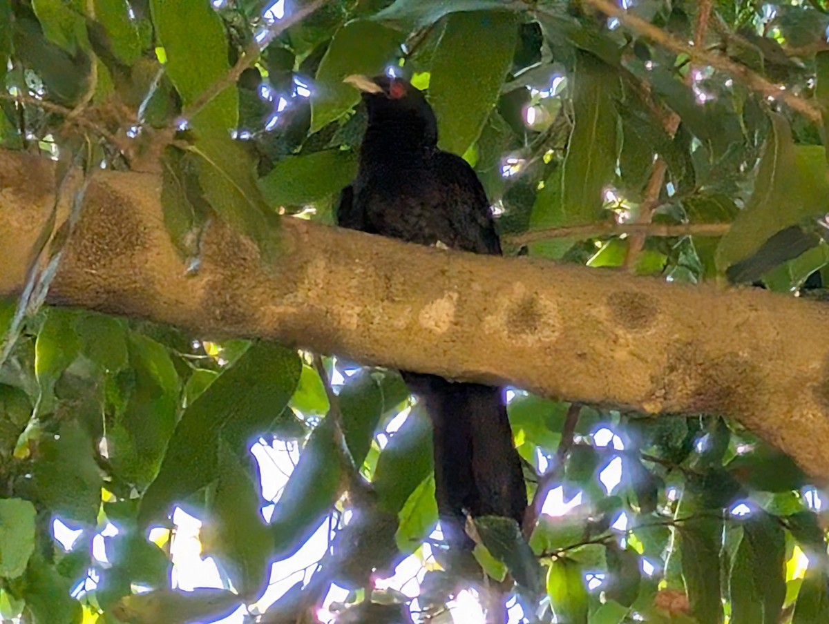 Pacific Koel - ML646436389