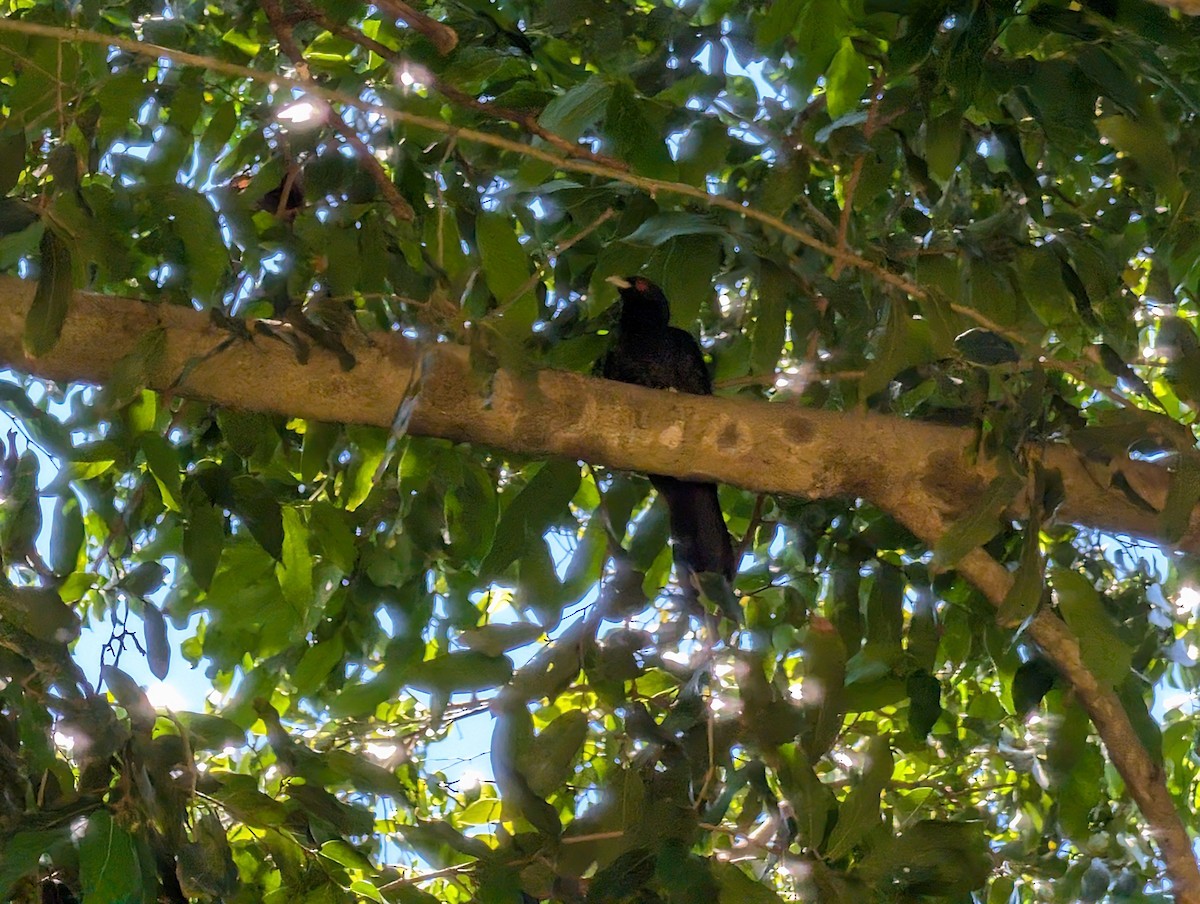 Pacific Koel - ML646436390