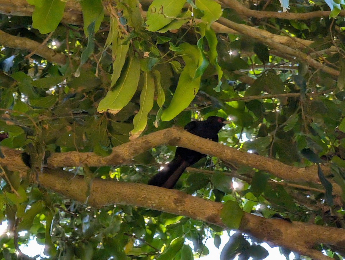 Pacific Koel - ML646436391