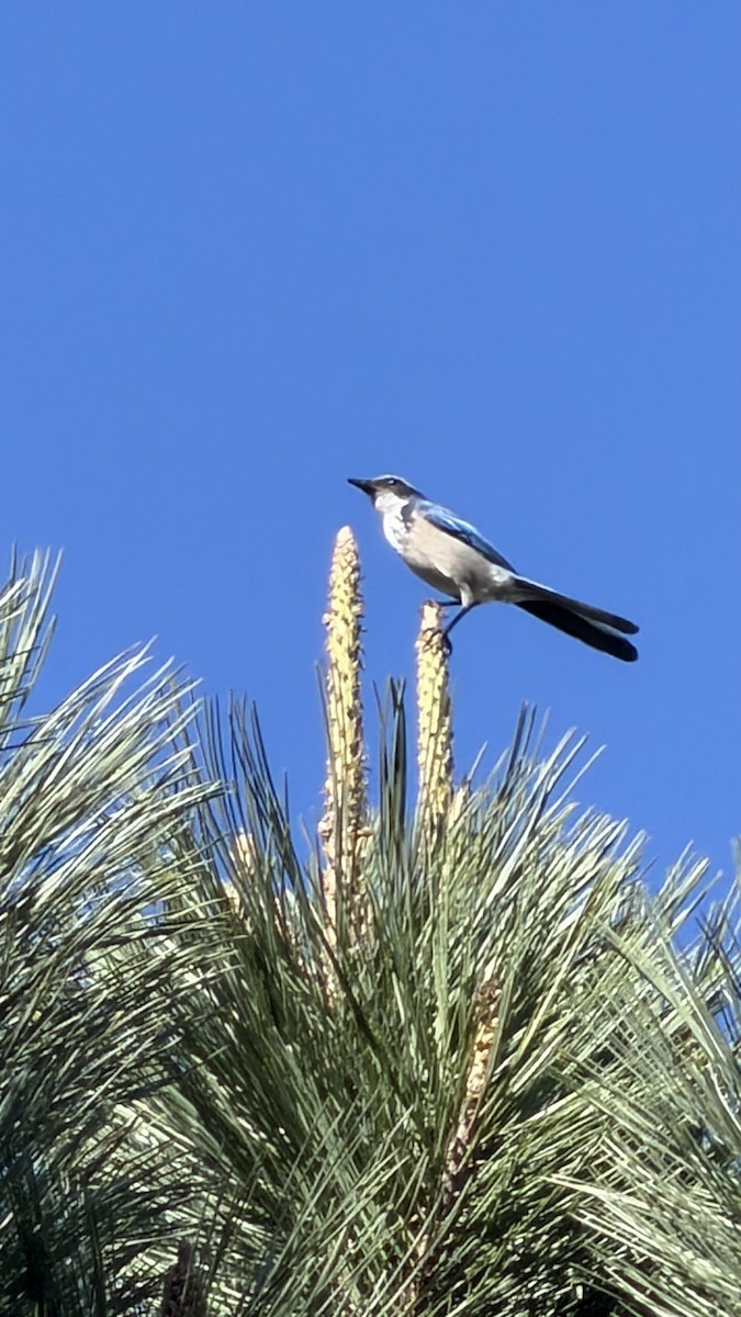 Chara Californiana - ML646436393