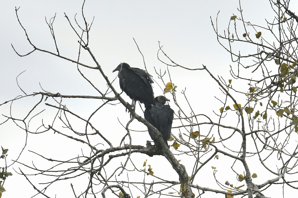 Zopilote beltza - ML646436397