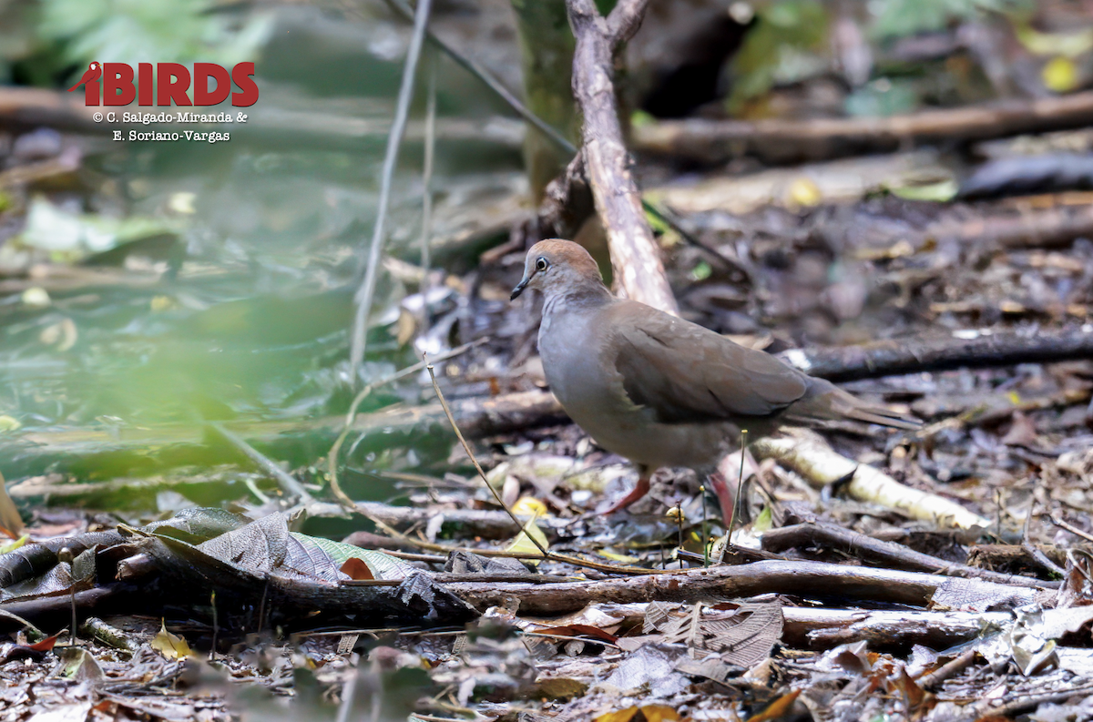 holub pozemní - ML646436398