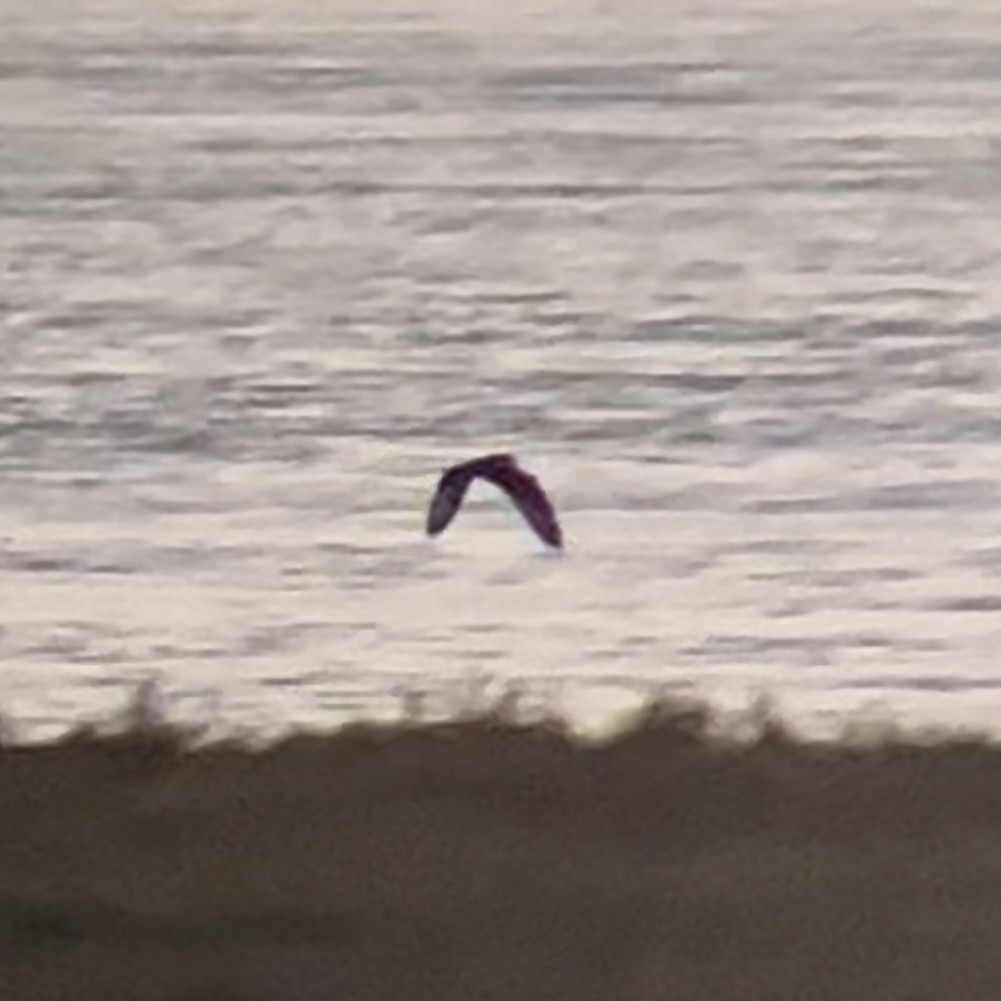 Hibou des marais - ML646436402