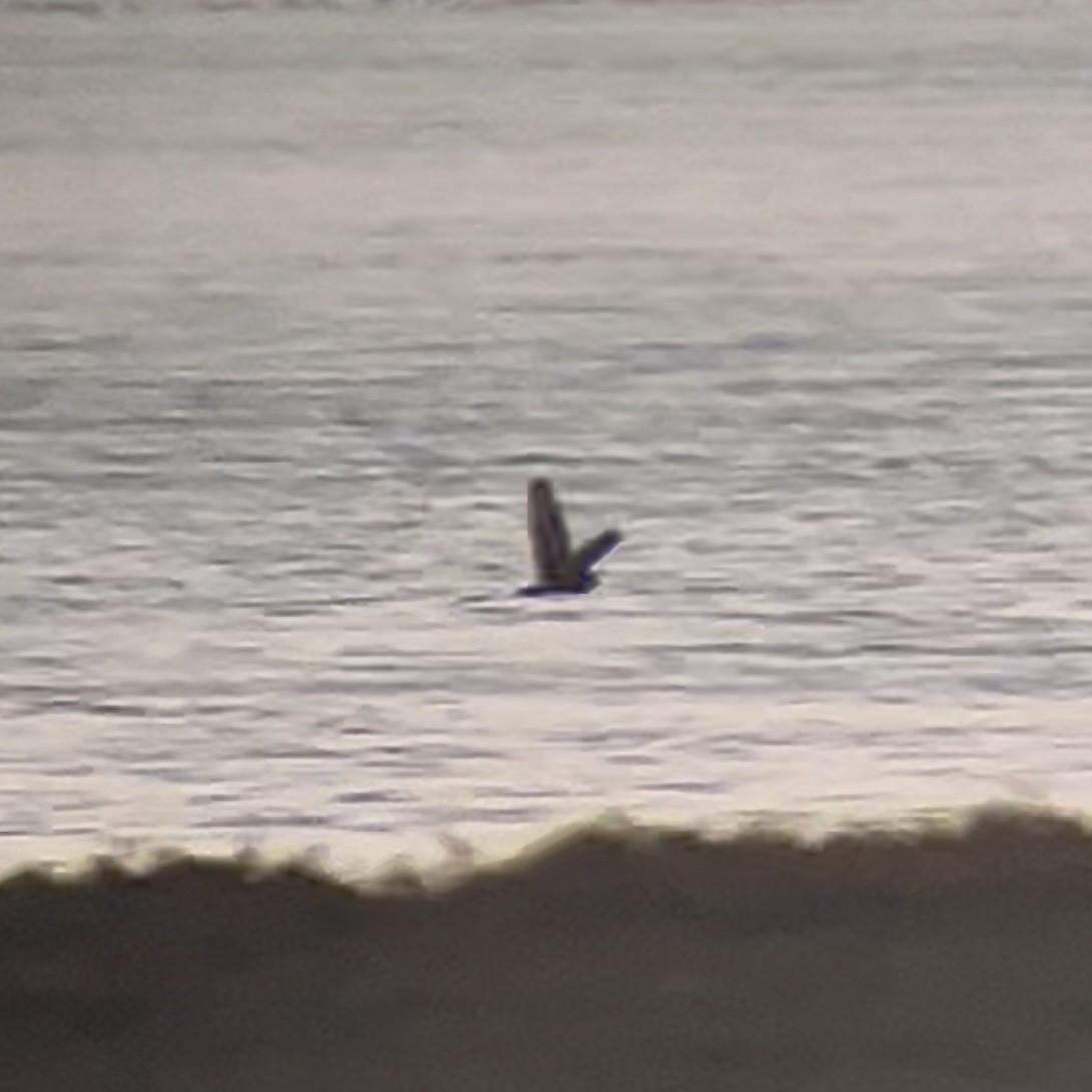 Hibou des marais - ML646436403