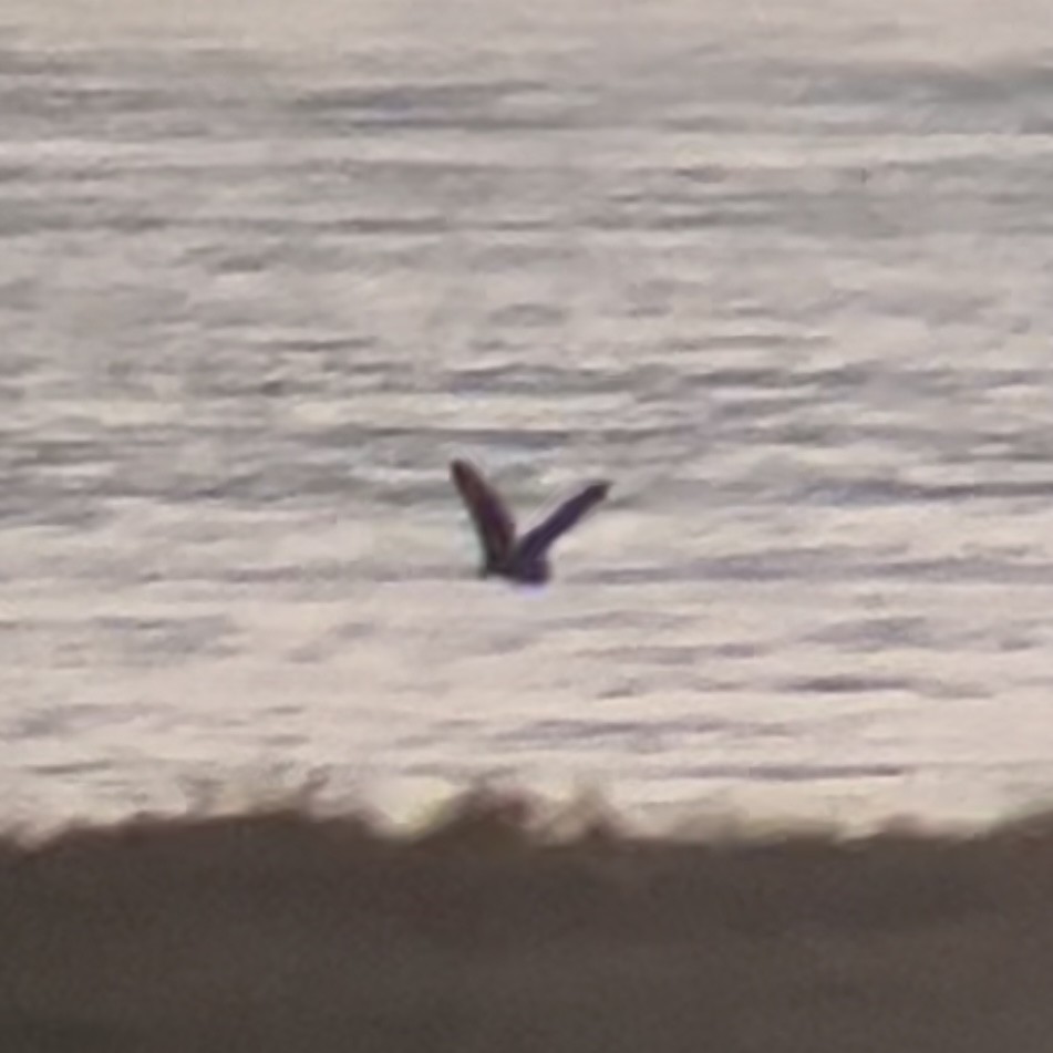 Hibou des marais - ML646436404