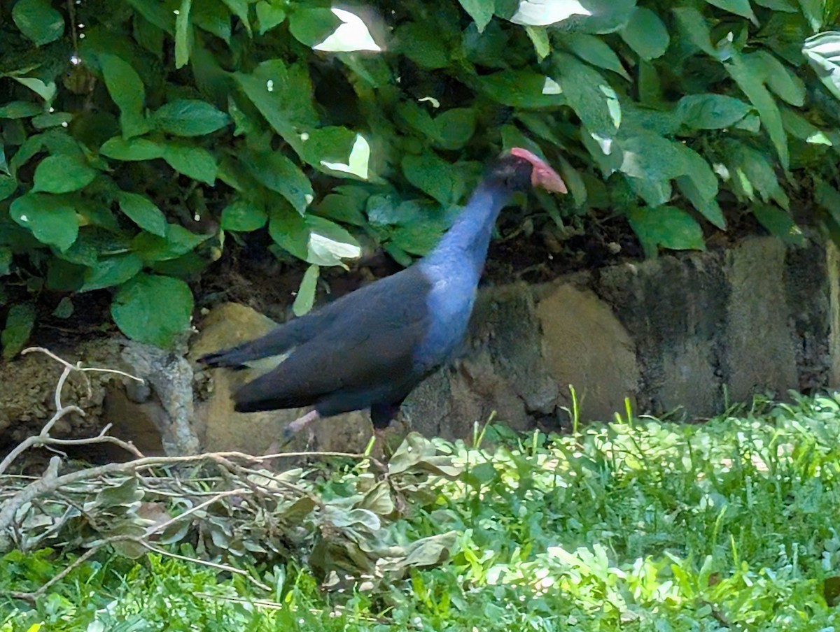 Australasian Swamphen - ML646436405