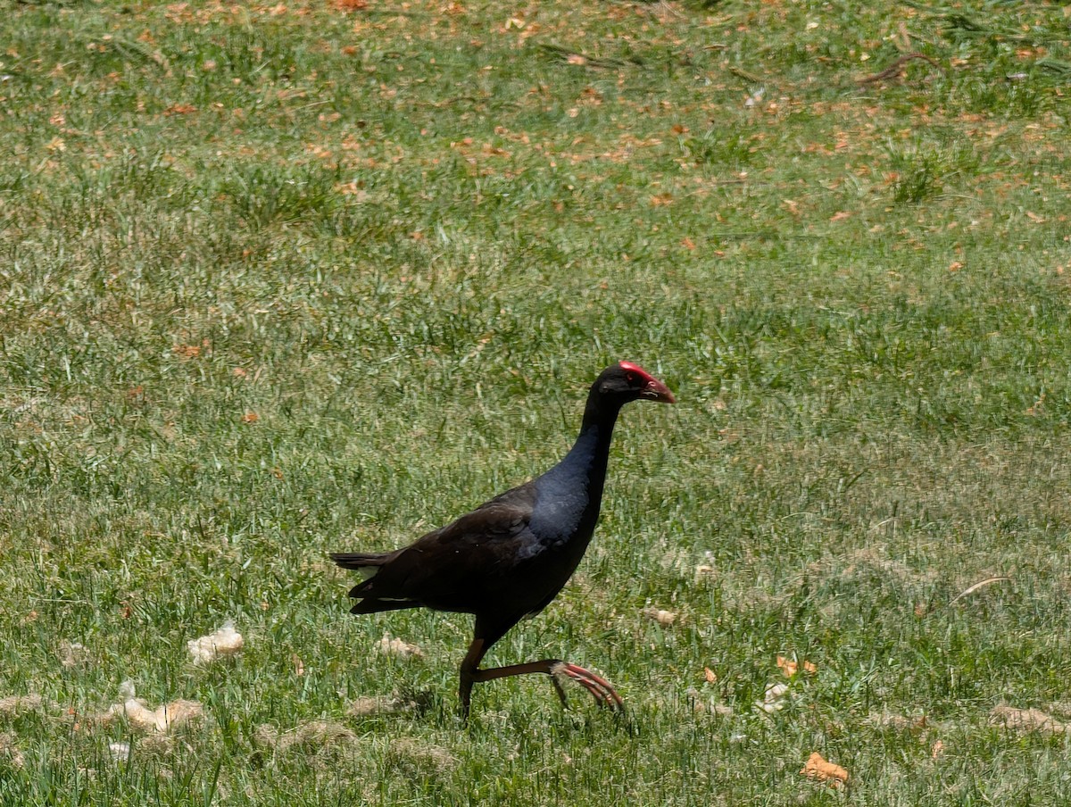 Australasian Swamphen - ML646436406