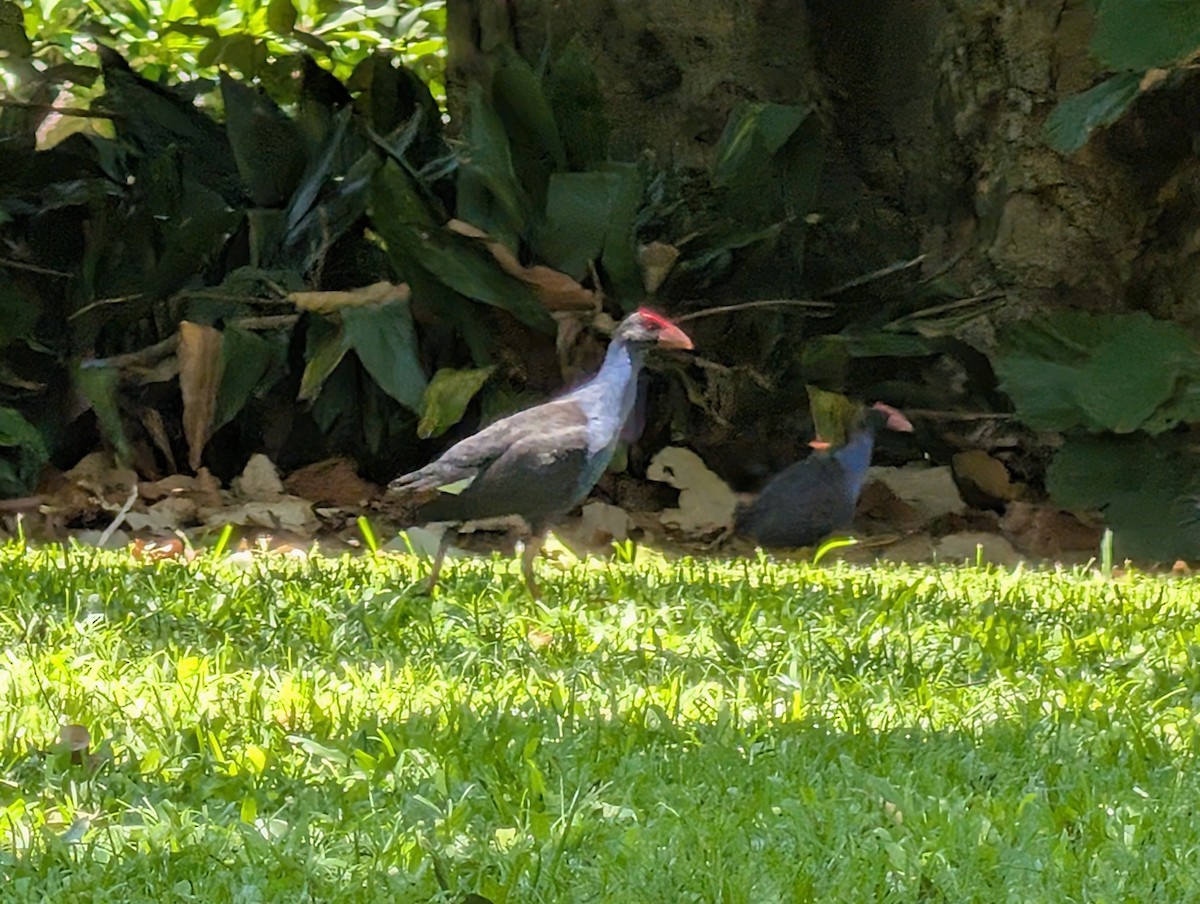 Australasian Swamphen - ML646436407