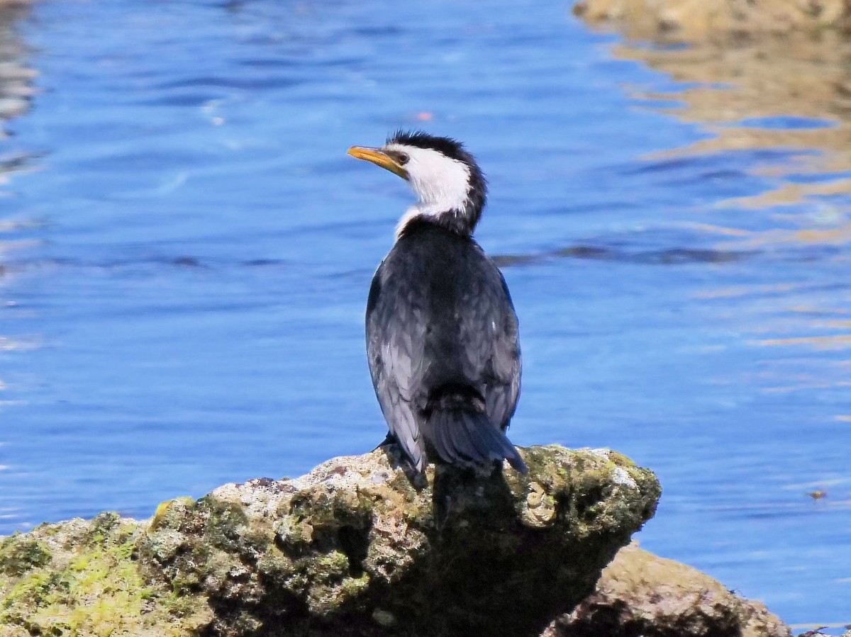 Little Pied Cormorant - ML646436409