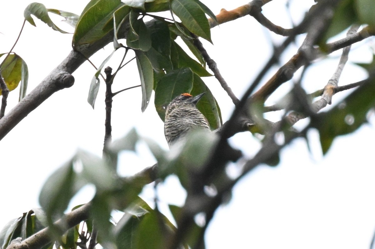 Golden-spangled Piculet - ML646436419