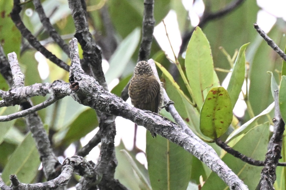 Golden-spangled Piculet - ML646436420