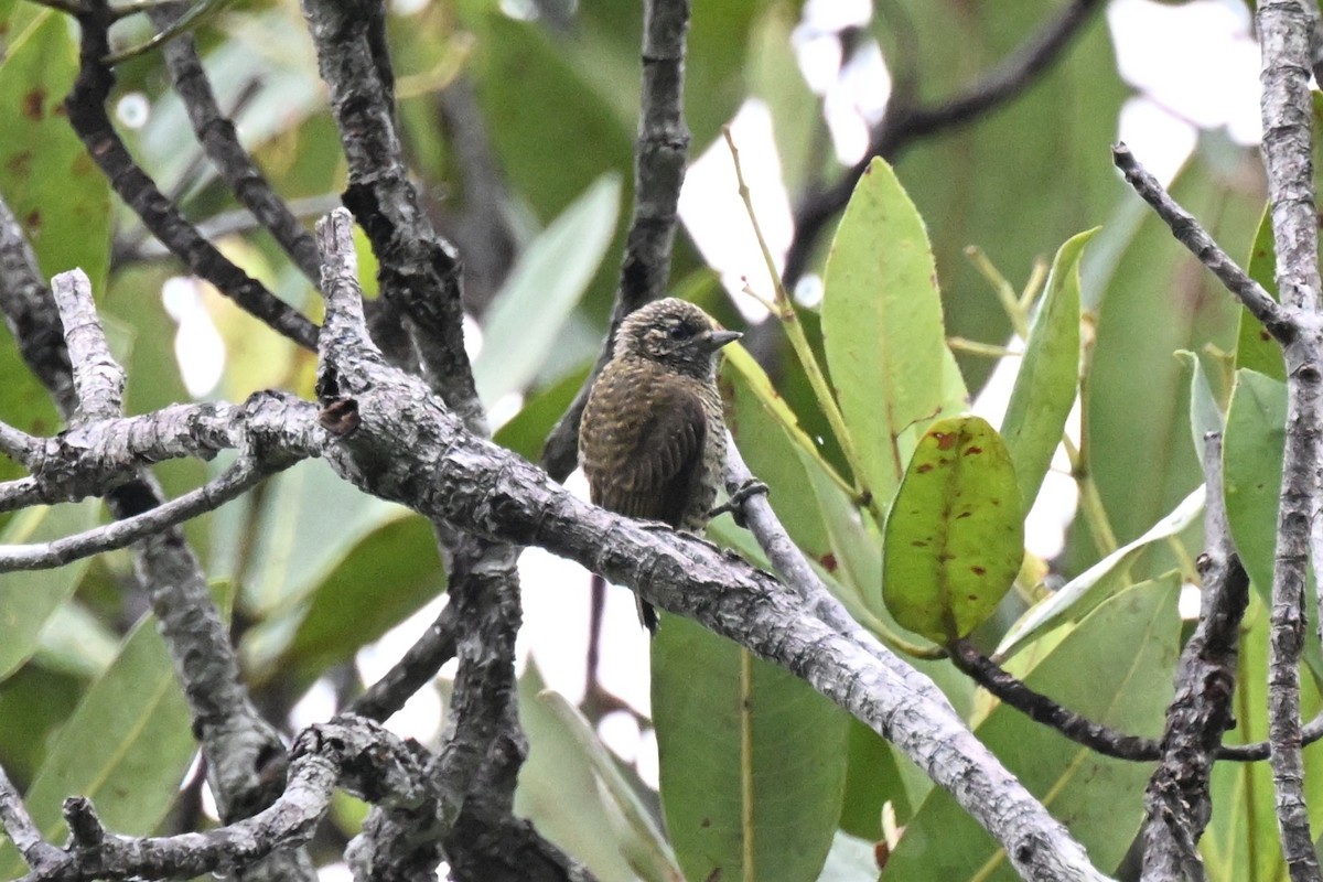 Golden-spangled Piculet - ML646436421