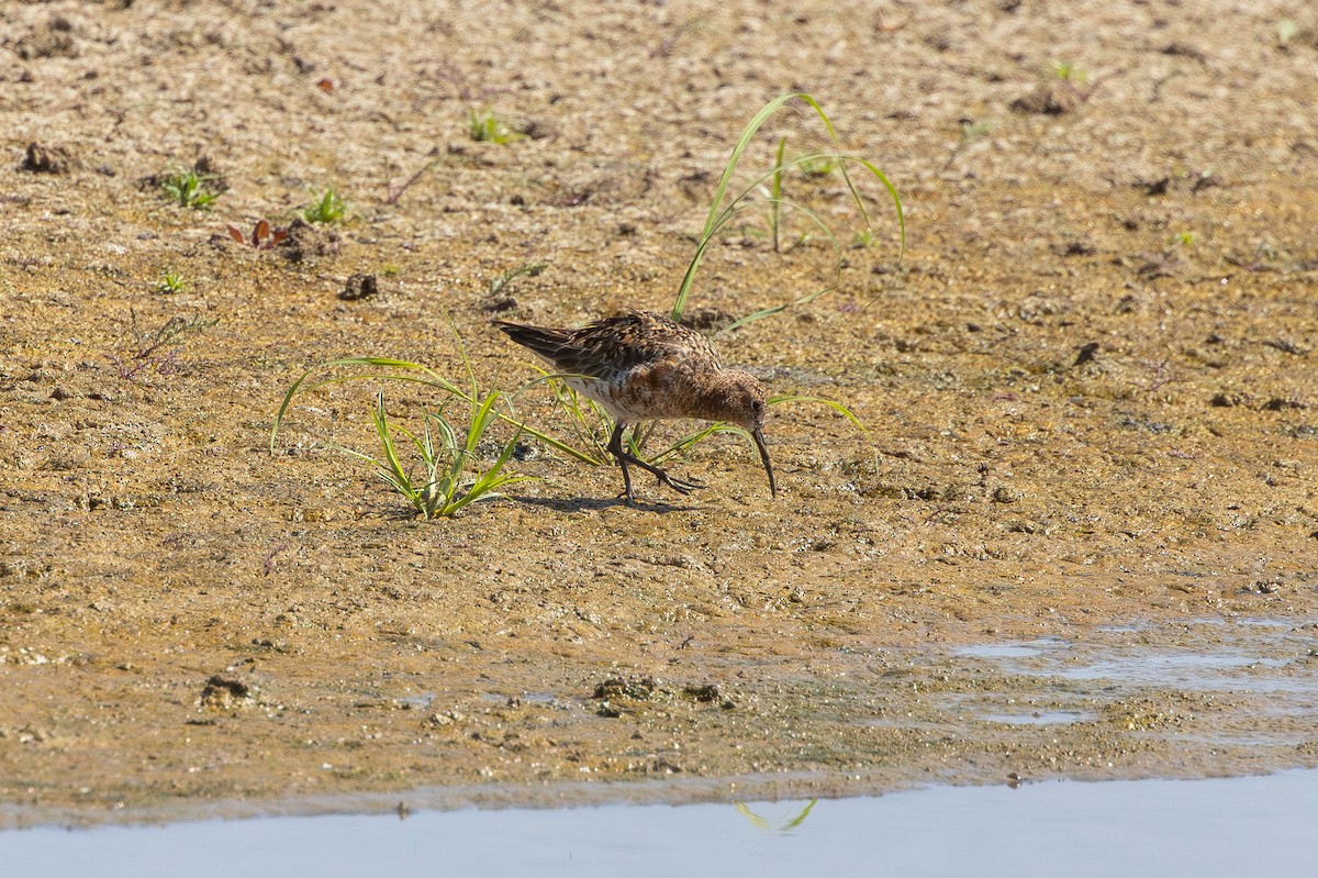 Curlew Sandpiper - ML646436422