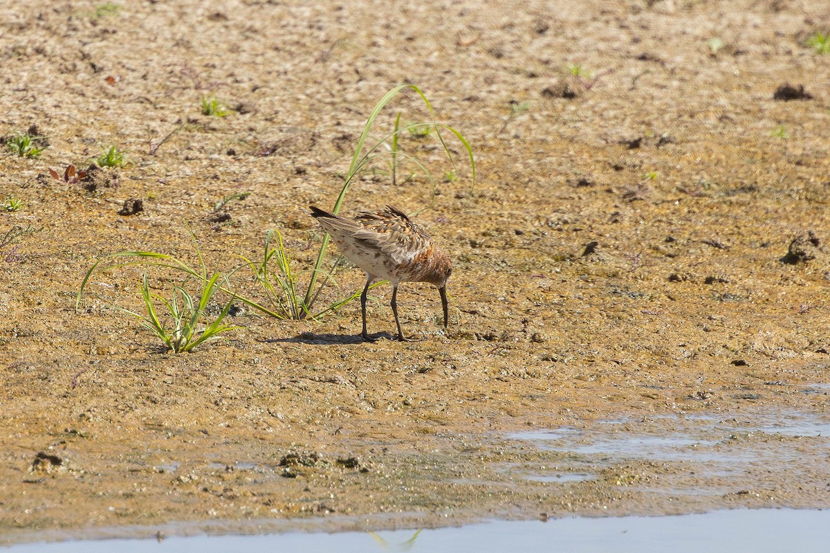 Curlew Sandpiper - ML646436423