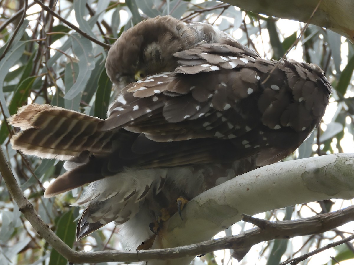 sovka štěkavá - ML646436427