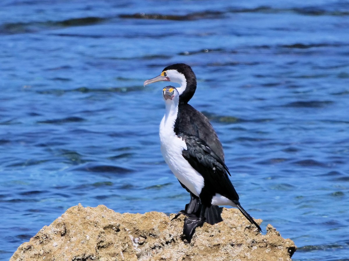 Pied Cormorant - ML646436428