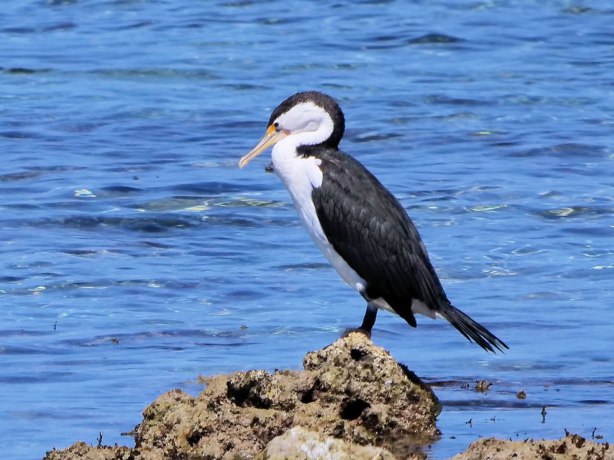 Pied Cormorant - ML646436429