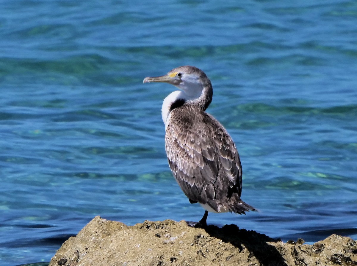 Pied Cormorant - ML646436430