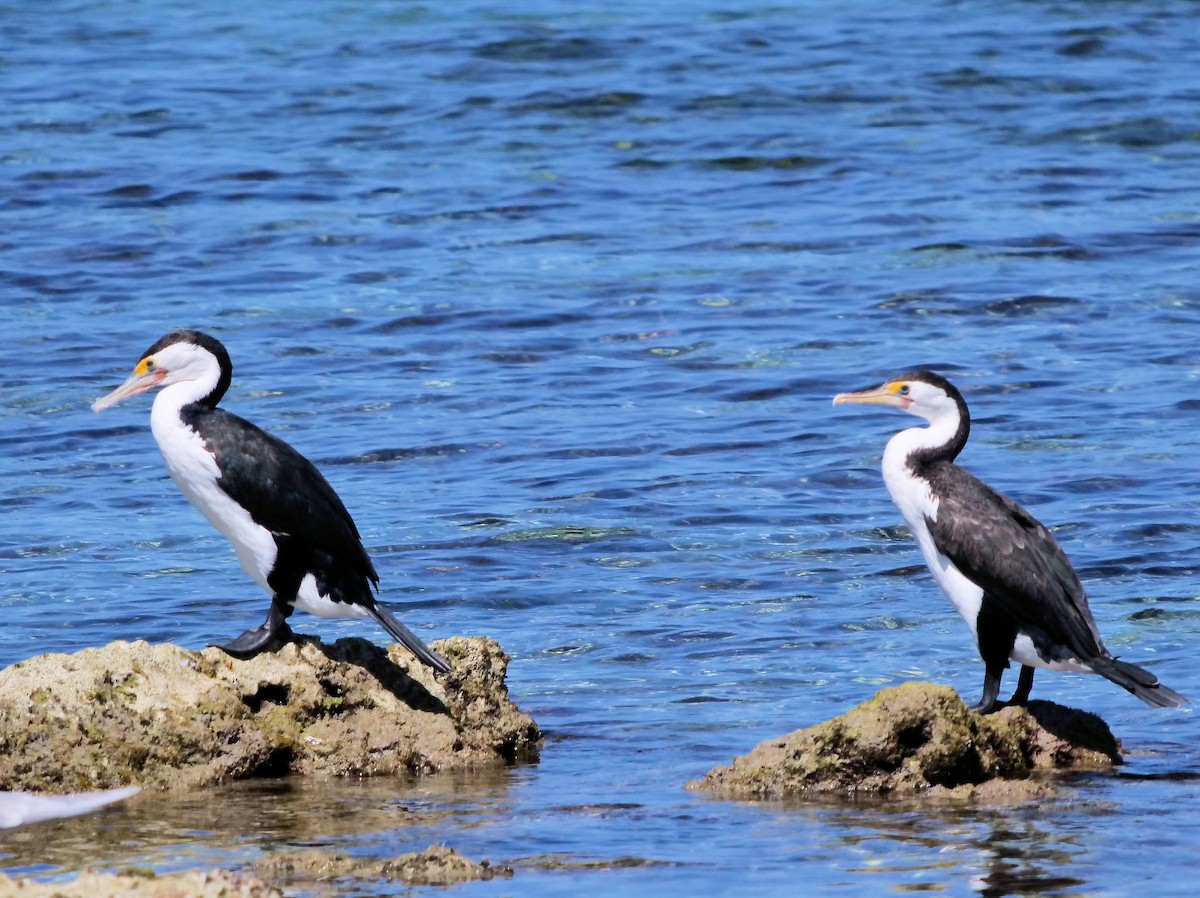 Pied Cormorant - ML646436431