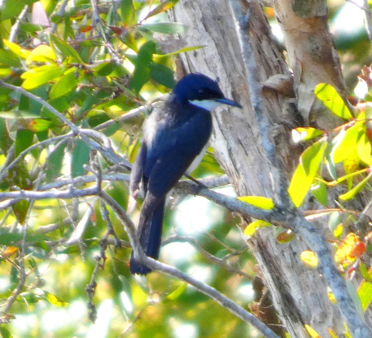 Restless Flycatcher - ML646436432