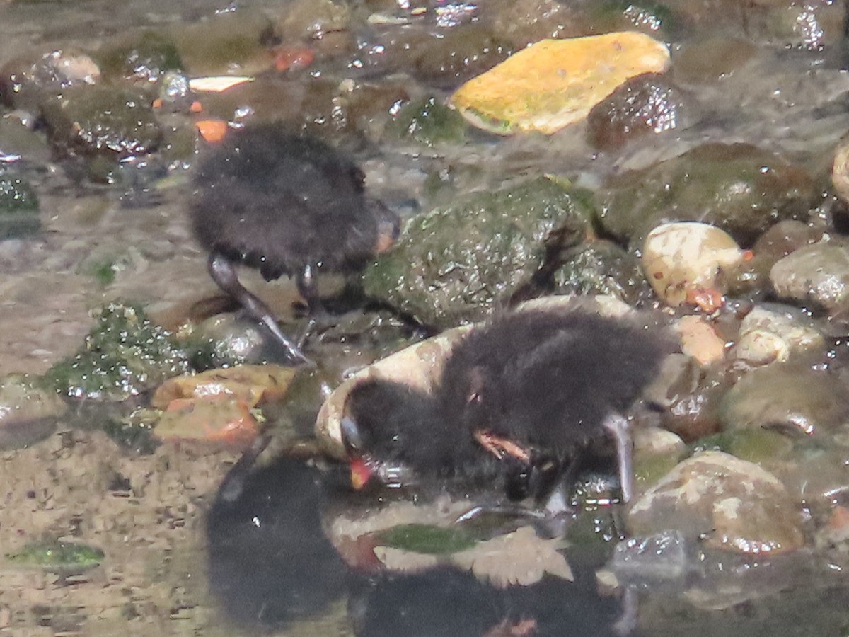 紅冠水雞 - ML646436433