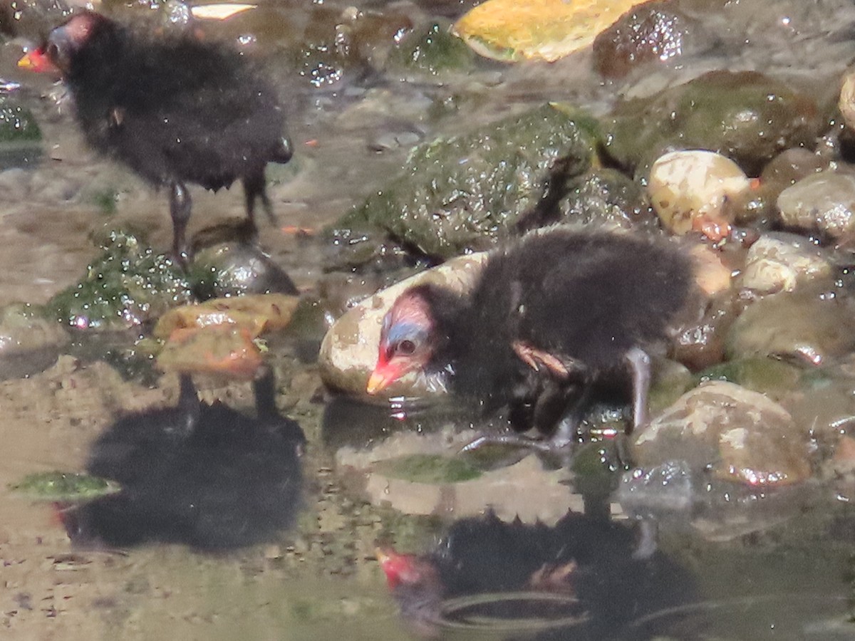 紅冠水雞 - ML646436434