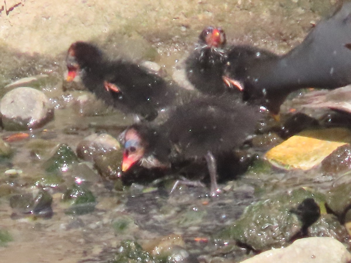 紅冠水雞 - ML646436435