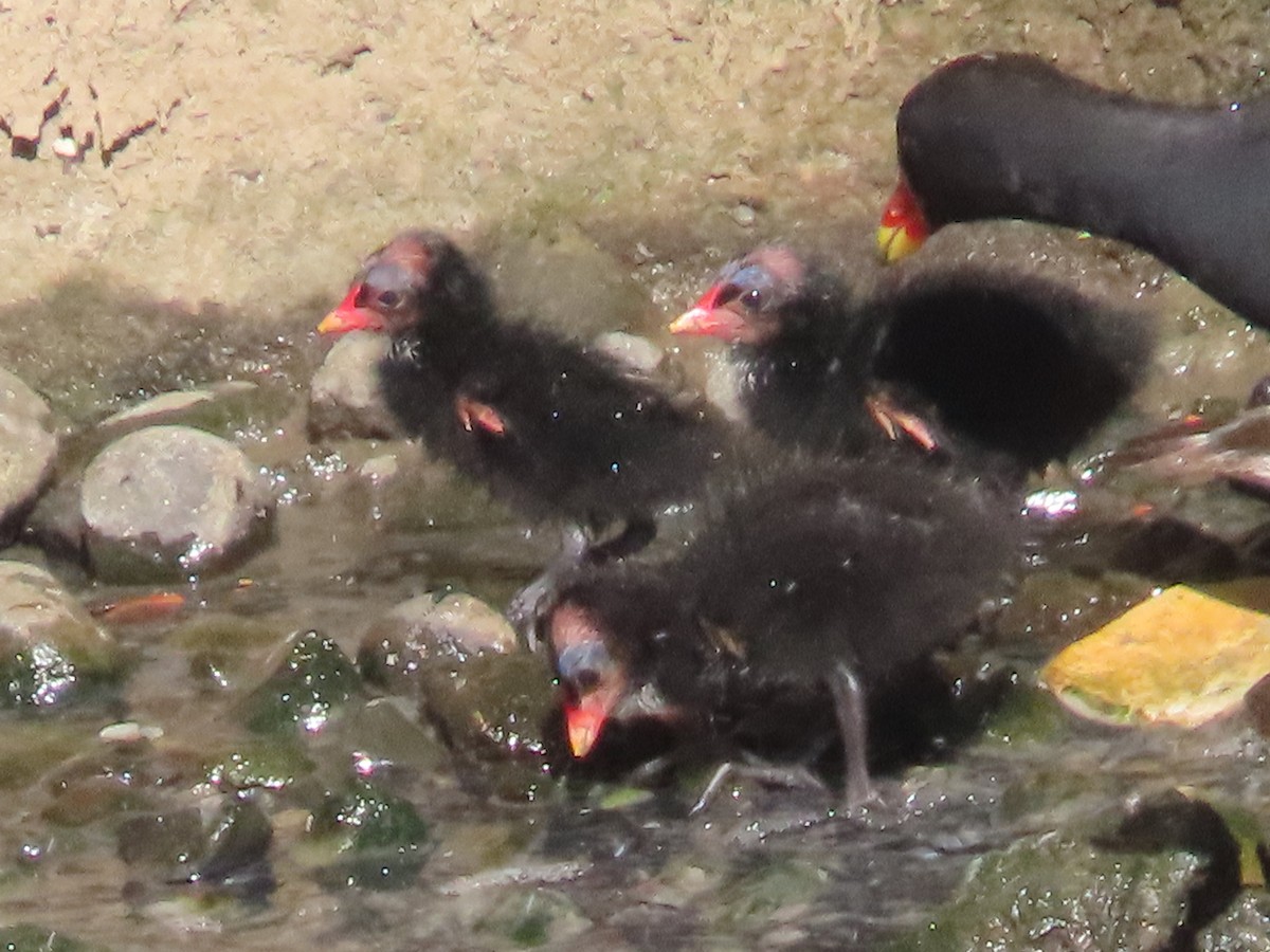 紅冠水雞 - ML646436436