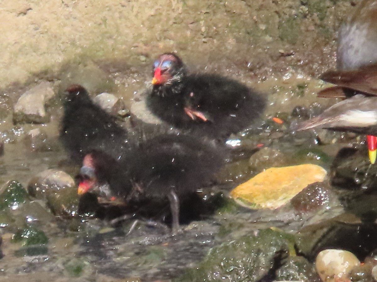 紅冠水雞 - ML646436437