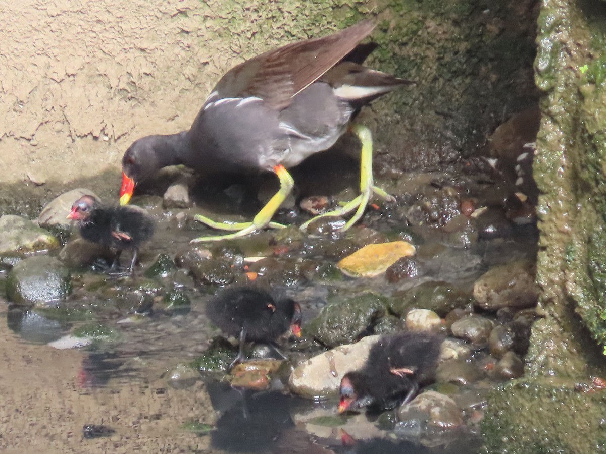 紅冠水雞 - ML646436438