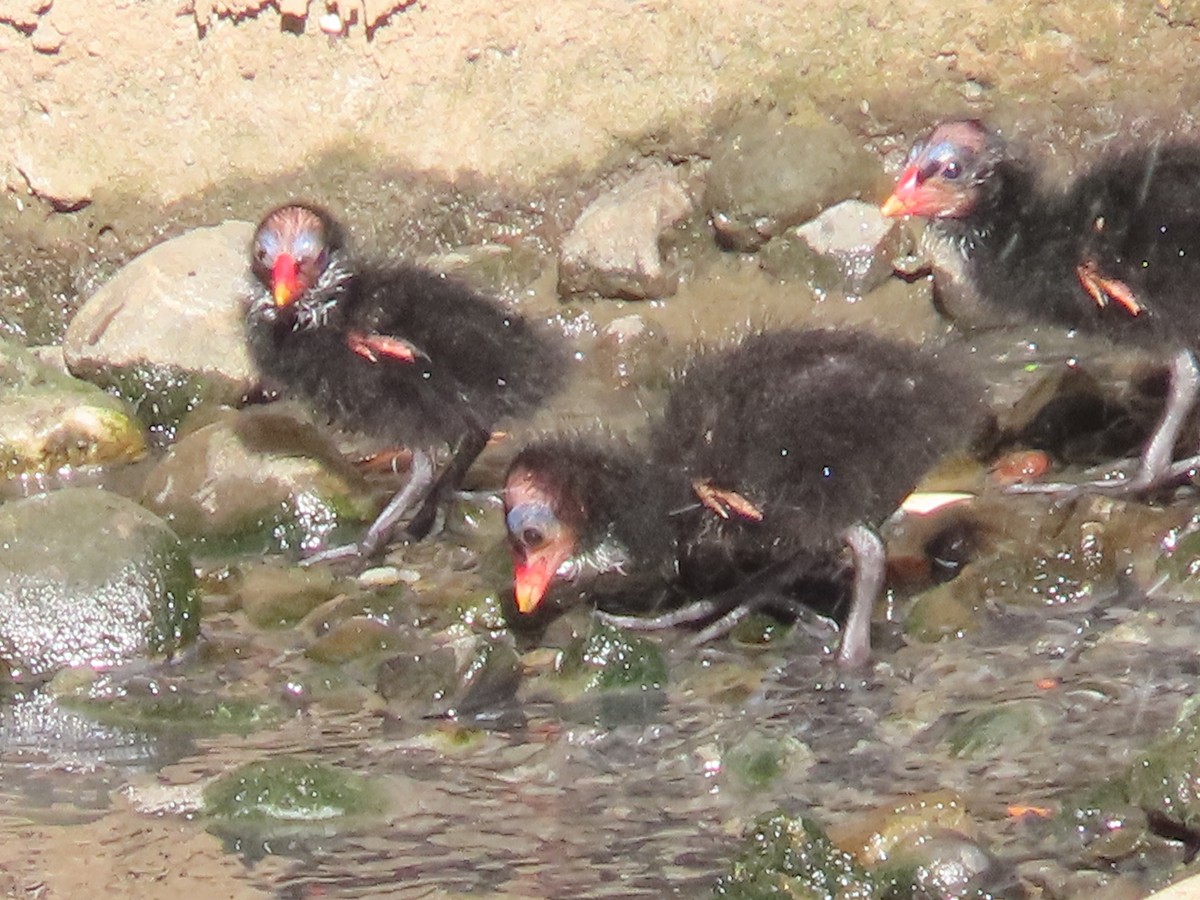 紅冠水雞 - ML646436439