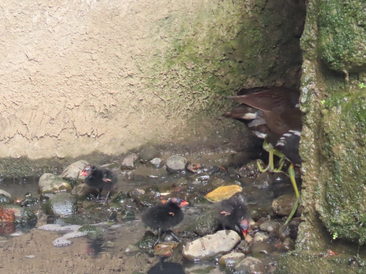 sivhøne - ML646436440