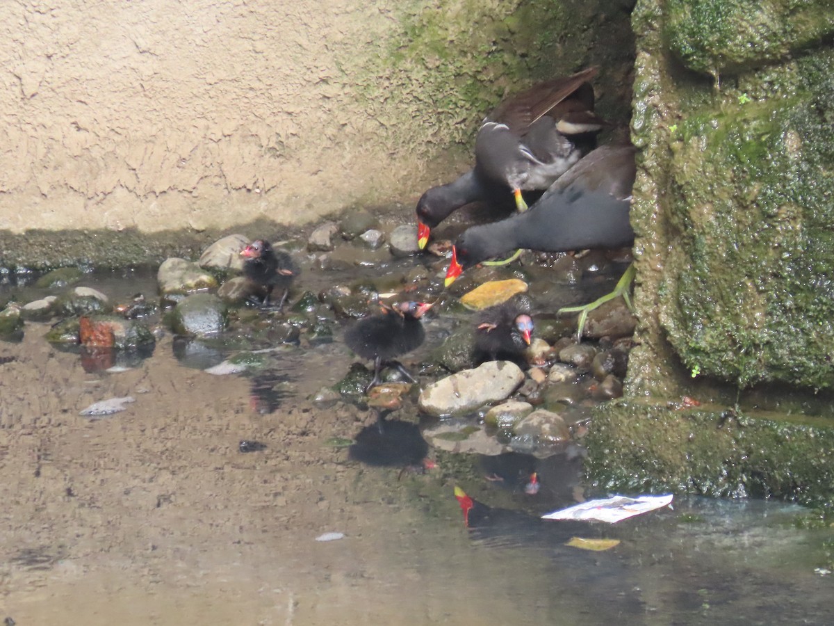 sivhøne - ML646436441