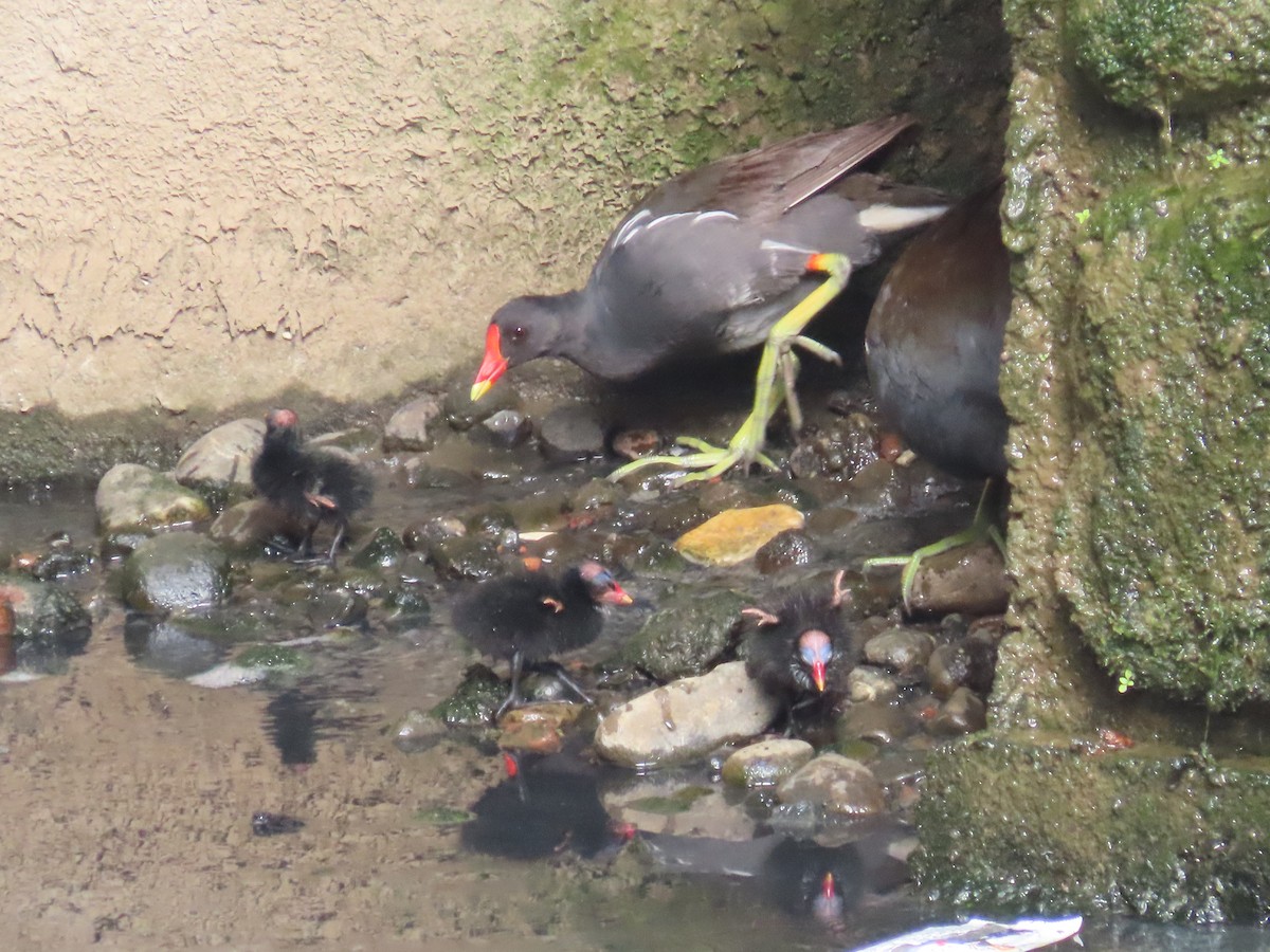 sivhøne - ML646436442