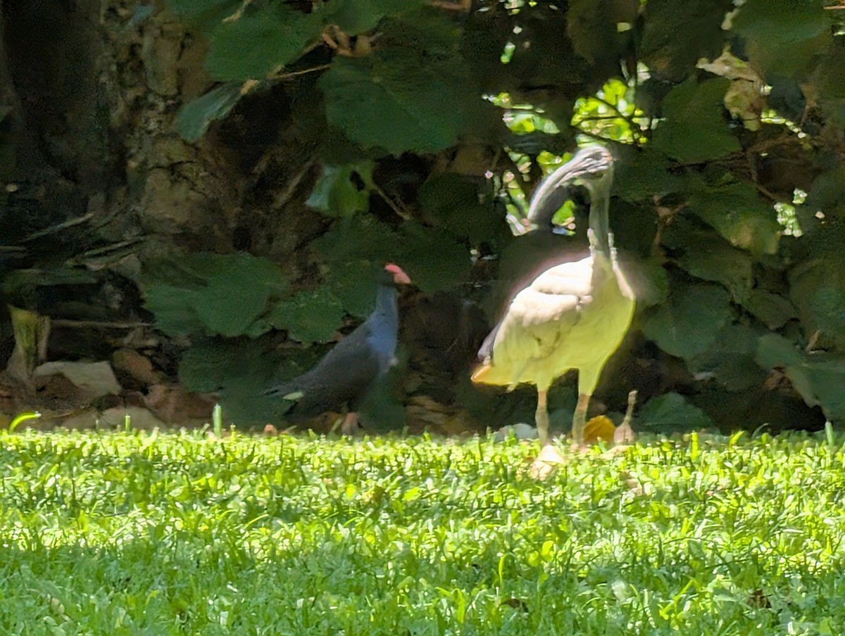 Australian Ibis - ML646436443