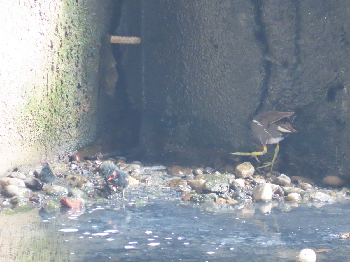 紅冠水雞 - ML646436444