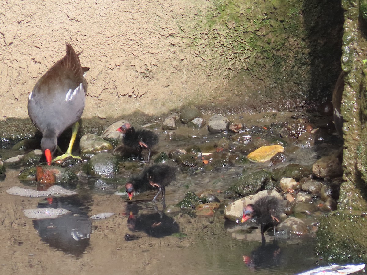 sivhøne - ML646436445