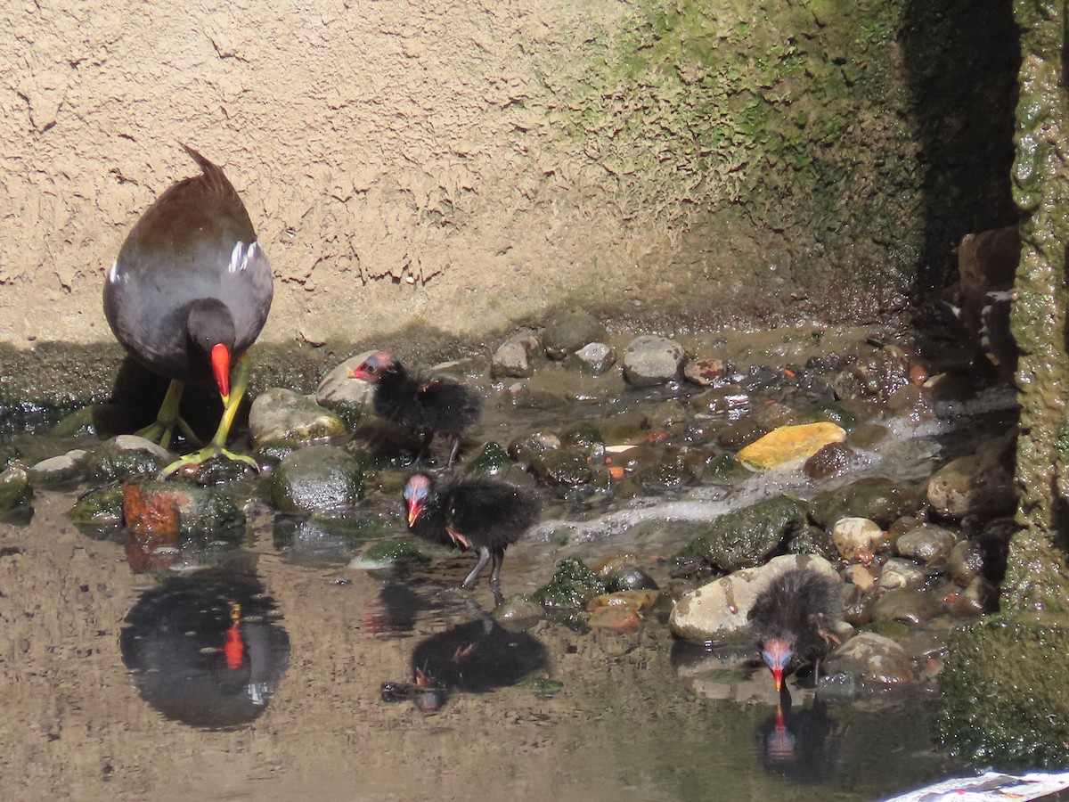 sivhøne - ML646436446