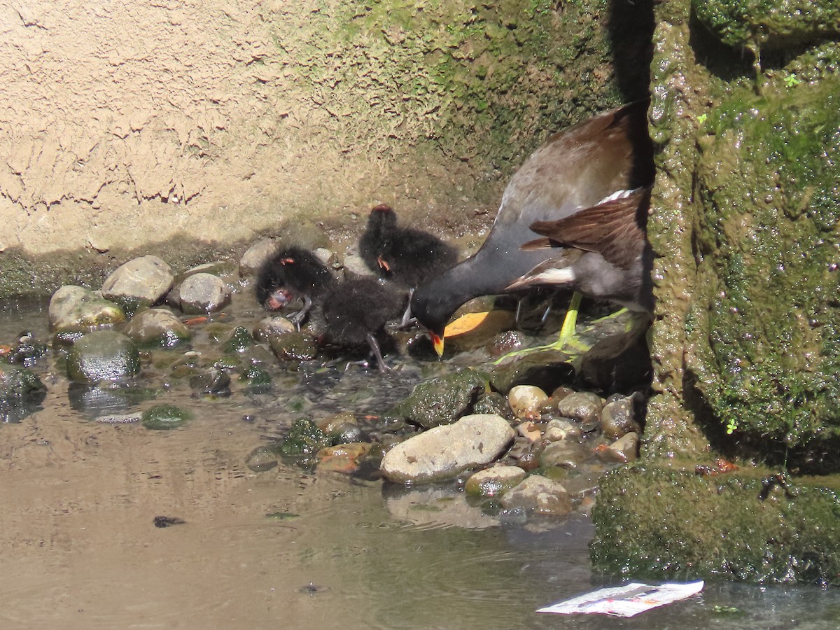 sivhøne - ML646436447