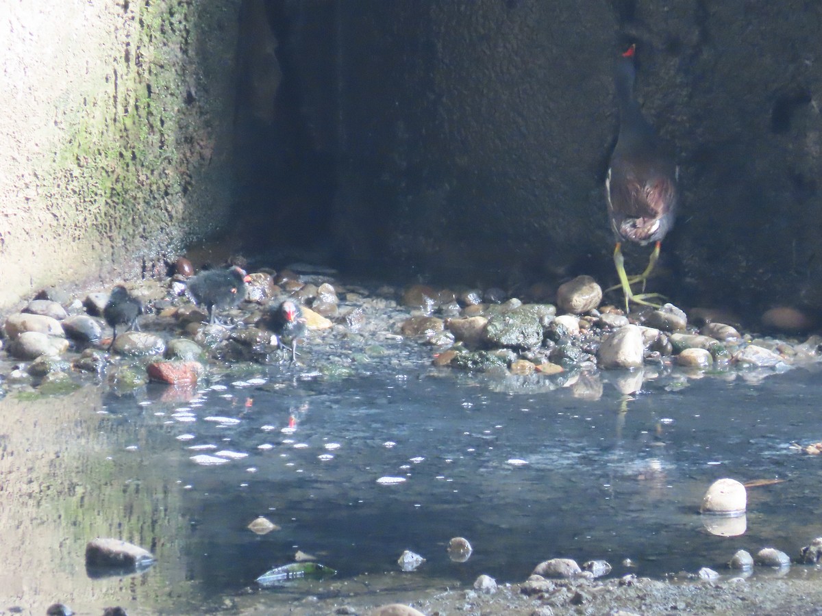 sivhøne - ML646436448