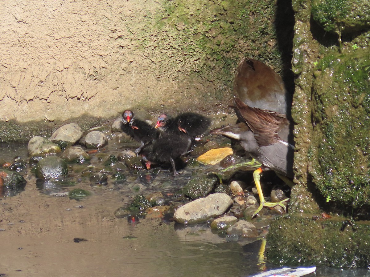 sivhøne - ML646436449