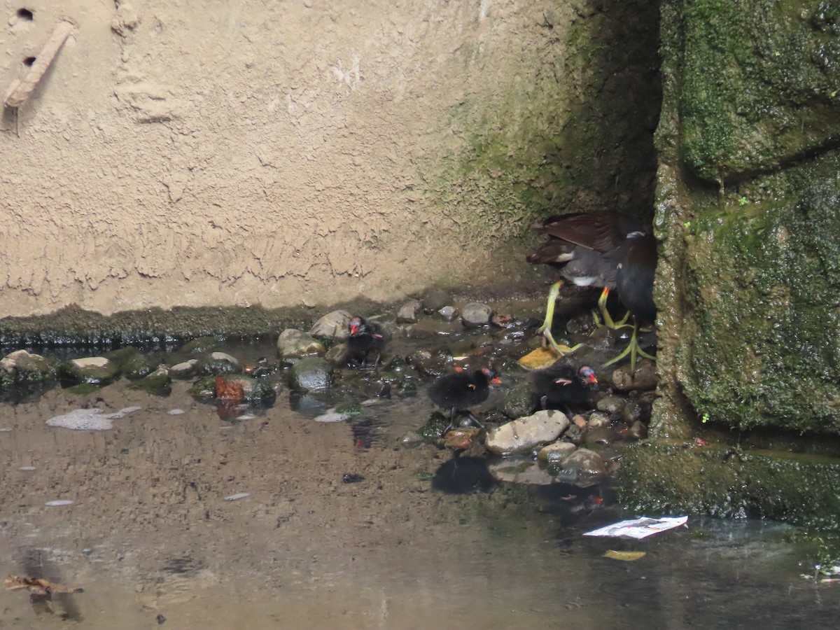 sivhøne - ML646436450