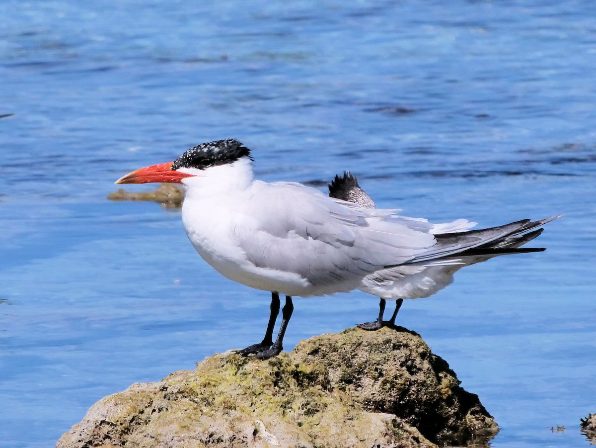 rovterne - ML646436451